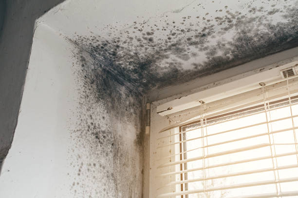 Affordable Black Mold Remediation solutions in Interlochen, MI
